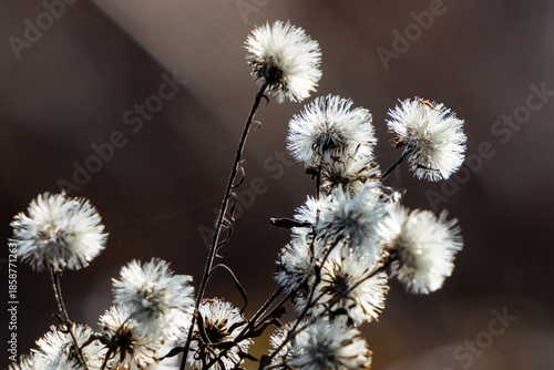 Wallpaper Mural Delicate Wildflowers in Soft Light Torontodigital.ca