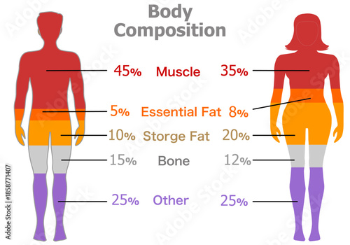 Human body composition, women, men: Muscle, essential fat, bone, body comparison, healthy boy, girl. Body percentage composition, ratio, level, color scheme. Vector illustration