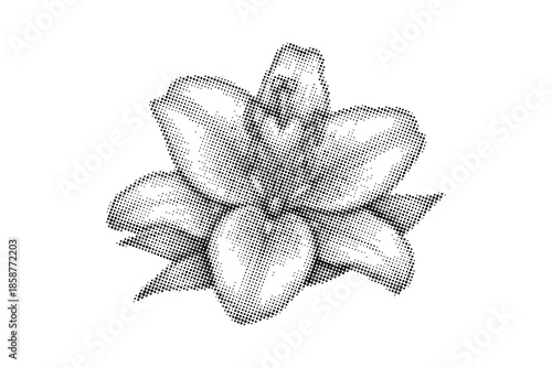 A black and white illustration of a flower with detailed petals