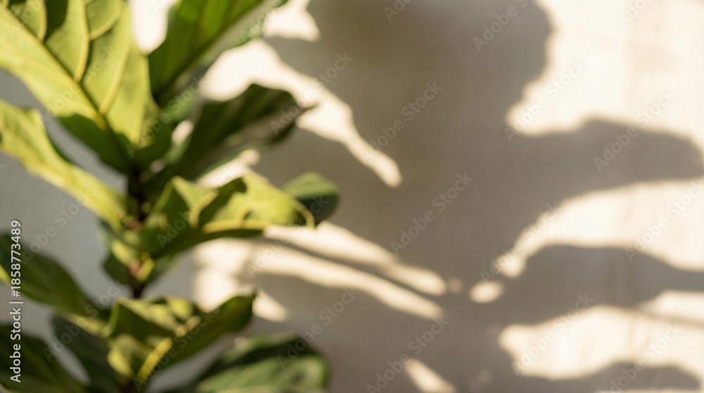 Obraz premium Blurred green leaves of a Ficus Lyrata and their shadow on a white wall. The sunlight creates a warm, abstract aesthetic. Perfect for backgrounds or natural design concepts.