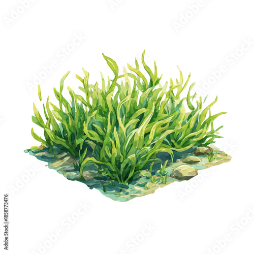 Tableau sur toile Isometric watercolor graphic of Sea Grass, neatly isolated on white background