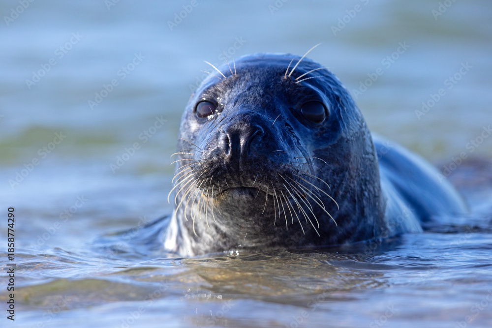 Fototapeta premium Szarytka morska, foka szara (Halichoerus grypus)
