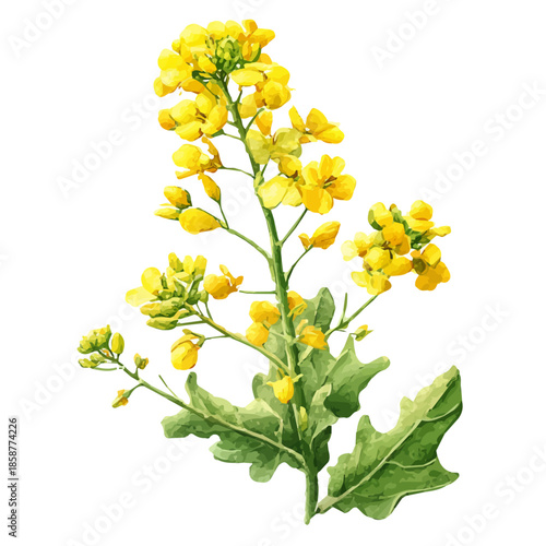 Isometric-style watercolor depiction of Canola, set against a white background.