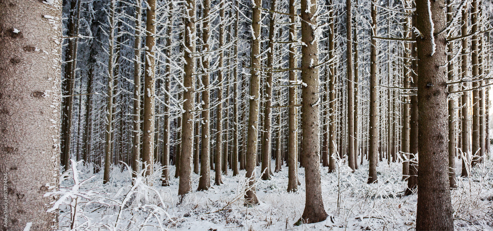 Obraz premium Winter Forrest Trees 