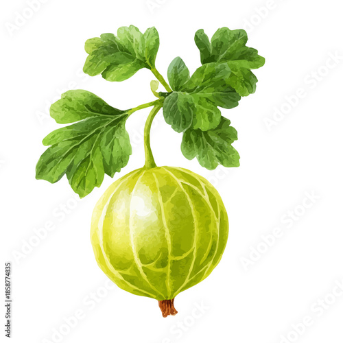 Isometric watercolor rendering of Gooseberry, isolated on a clean white background.