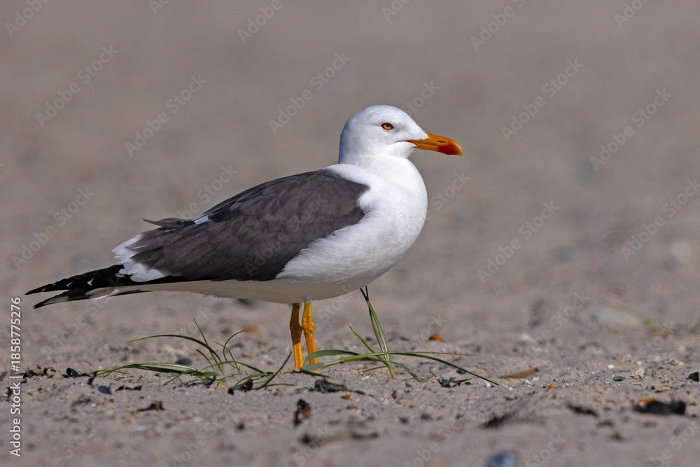 Fototapeta premium Mewa żółtonoga (Larus fuscus)