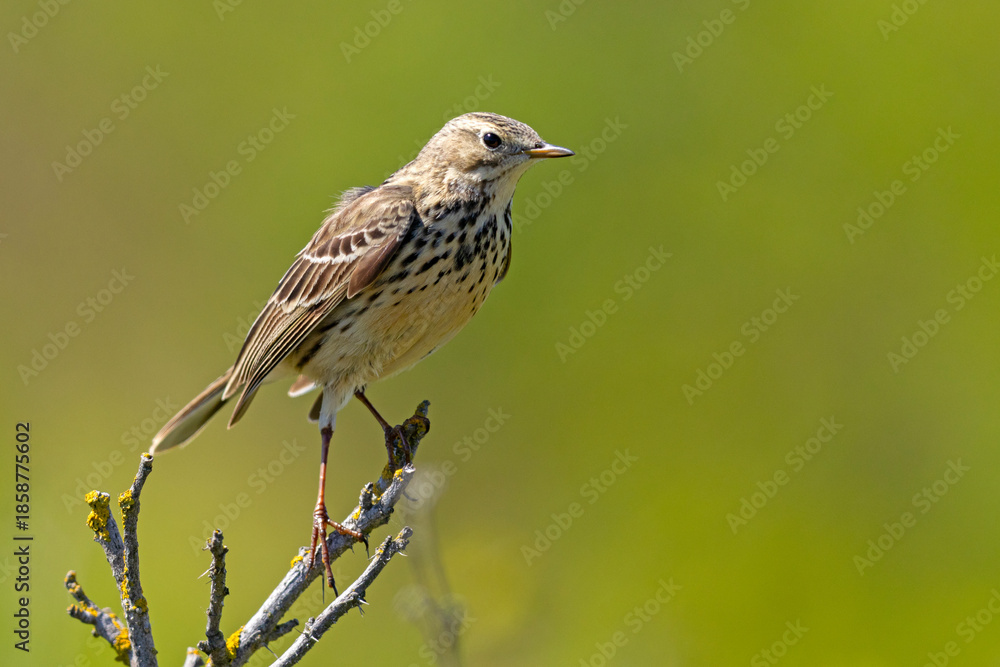 Obraz premium Świergotek łąkowy (Anthus pratensis)