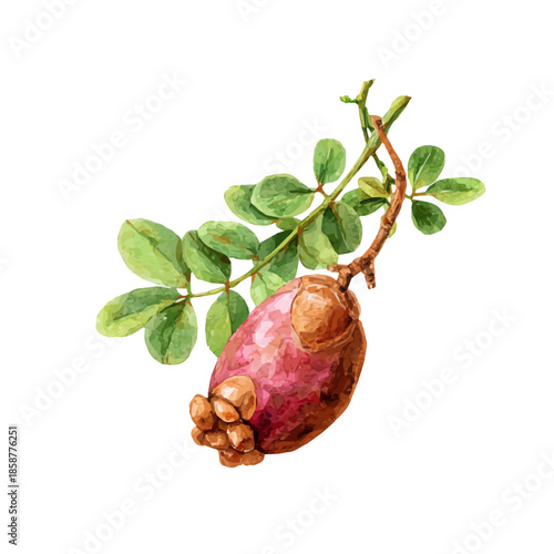 Isometric watercolor rendering of Tamarind, isolated on a clean white background.