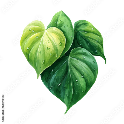 Isometric-style watercolor depiction of Heartleaf Philodendron, set against a white background.