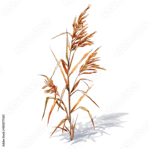 Isometric watercolor graphic of Reed, neatly isolated on white background.