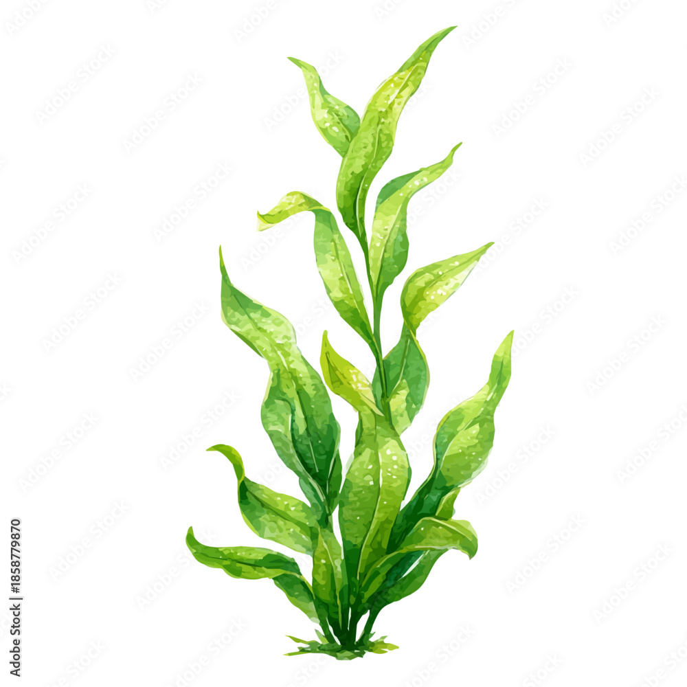 Fototapeta premium Isometric-style watercolor depiction of Elodea, set against a white background.