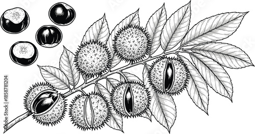 Hand drawn chestnut branch botanical illustration black and white engraving style nature plant sketch vintage forest nut artwork