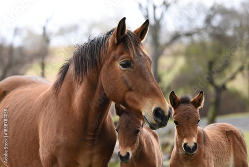 Brown mare and two young foals in a blurred natural outdoor landscape