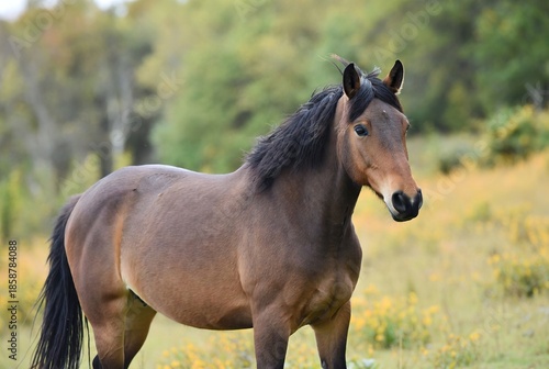 Sturdy brown horse observing its natural environment in a vibrant meadow