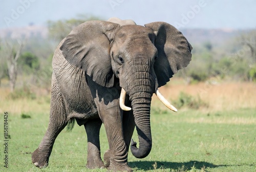 Majestic African elephant walking across a vibrant green savanna on a sunny
