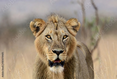 Alert wild lion close-up portrait with piercing eyes in natural habitat