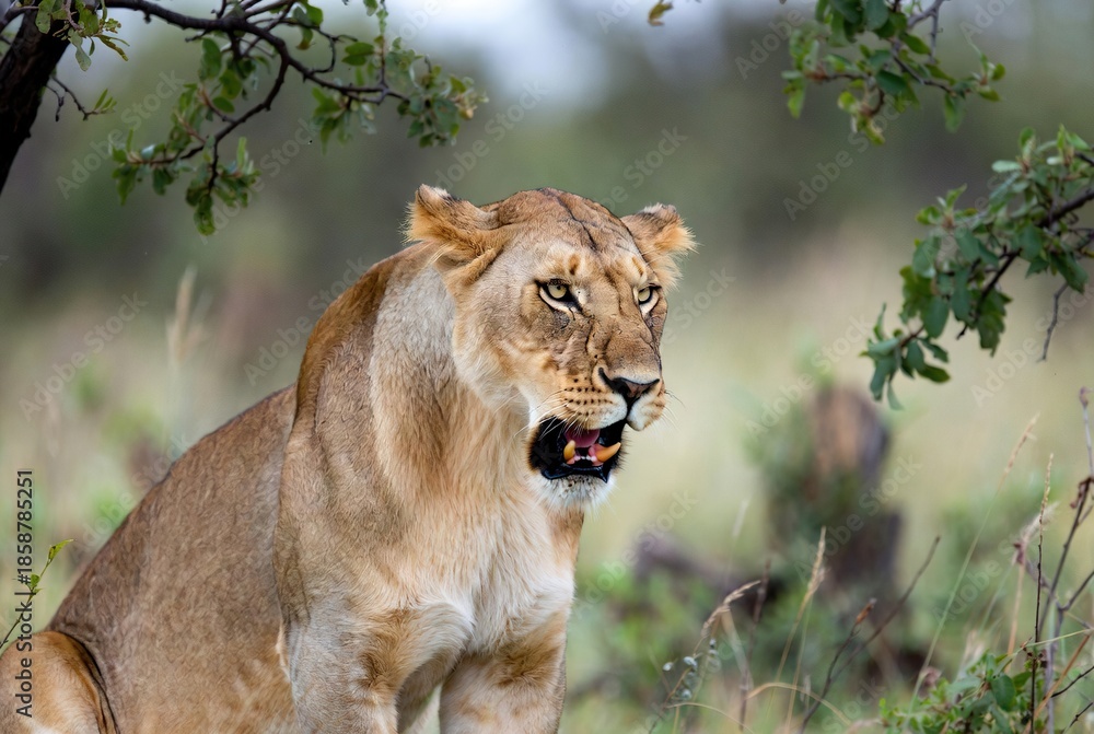 Fototapeta premium Alert wild African lioness with mouth slightly open in a blurred natural