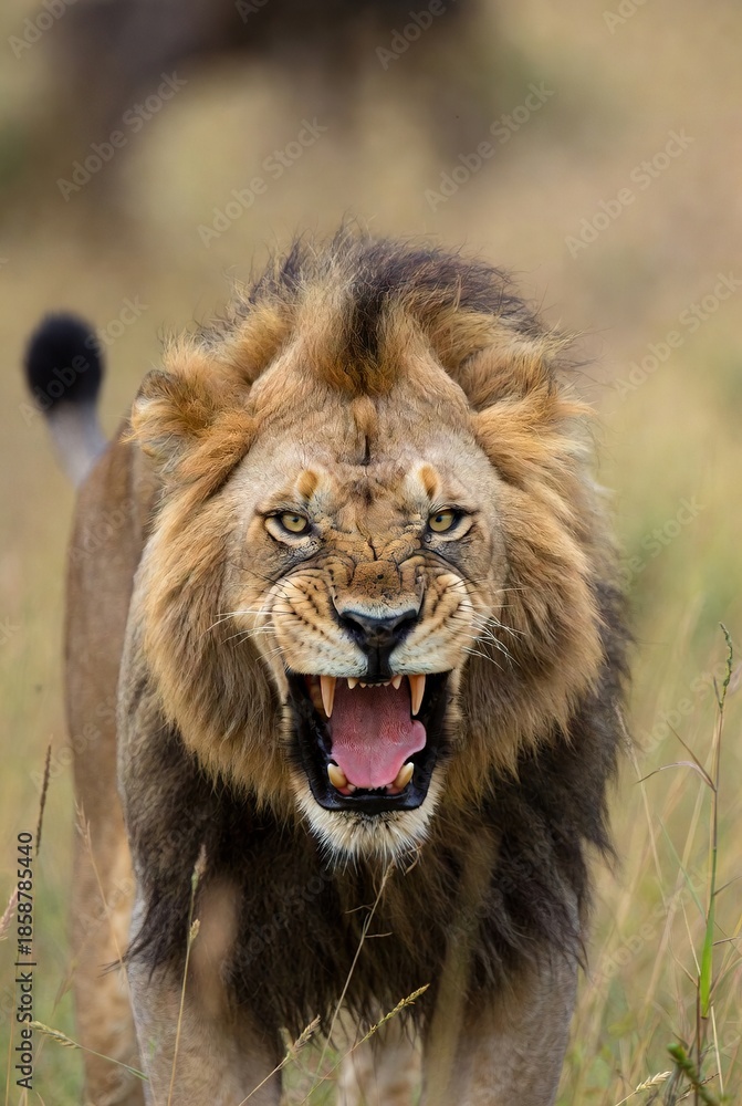 Obraz premium Majestic male lion roaring fiercely with an open mouth in African savanna