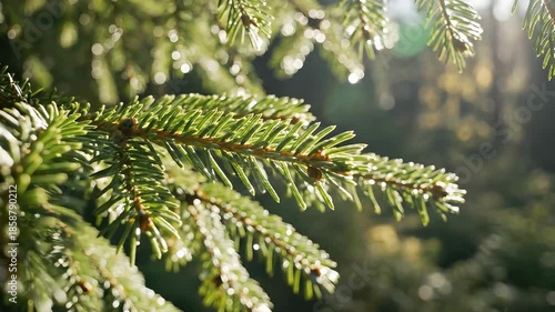 Closeup view of vibrant green evergreen pine tree branches glistening with morning dew or frost beautifully illuminated by warm sunlight filtering through the forest canopy evoking a peaceful and nat.