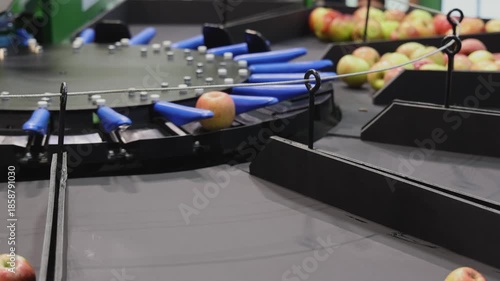 Apples Fruit Grading and Sorting Machine Rotating Automated Farming