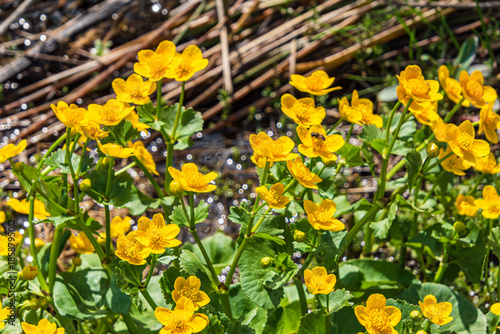 yellow flowers with bees on the blossom
