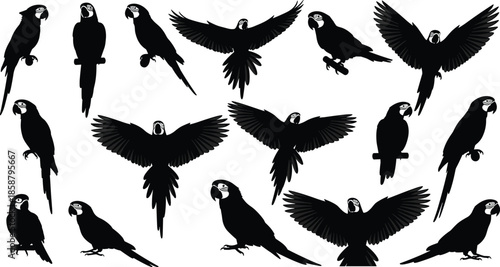 Parrot silhouette set, flying and perched macaw poses, tropical bird vector illustration, exotic wildlife animal design collection