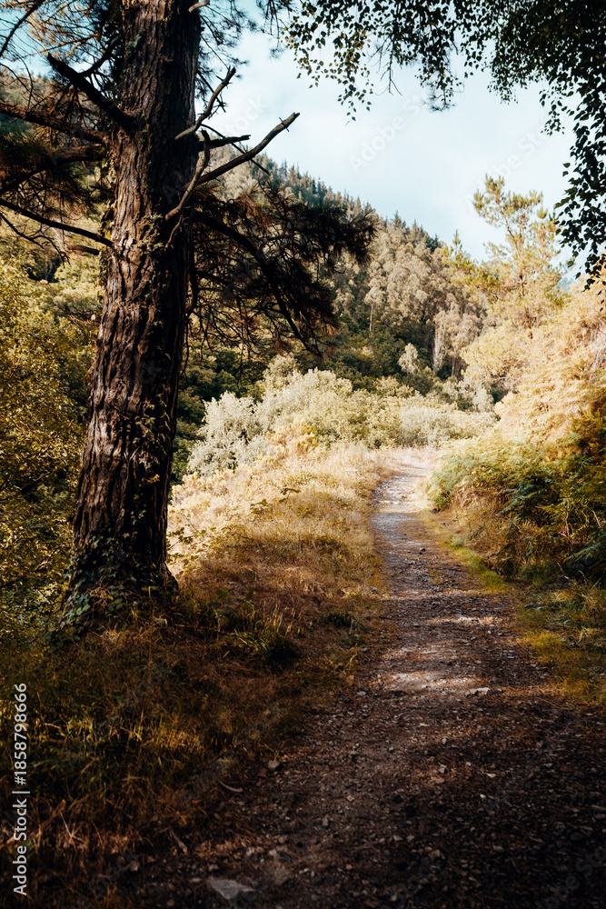 Obraz premium Sunlit dirt hiking trail winding through lush forest on hillside, tall pine tree in foreground, summer nature landscape with copy space sky, outdoor adventure concept; Camino de Santiago, Asturias