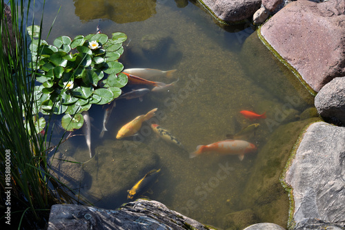 Colorful koi carp in a pond with water lilies © olgavolodina