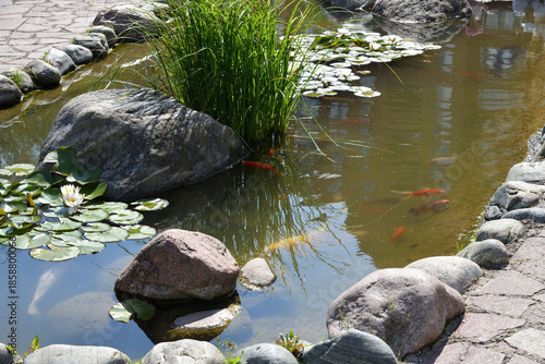 Photos Colorful koi carp in a pond with water lilies