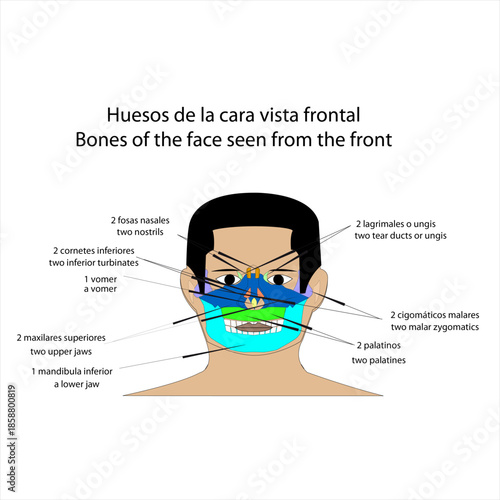 Anatomia topografia humana huesos de la cra vista de frente-01.eps