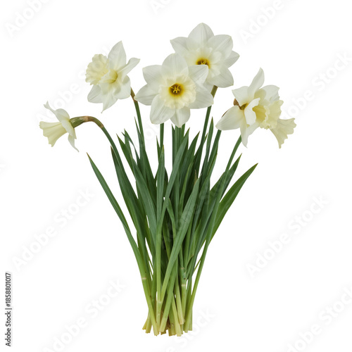 Group of White Daffodils Growing in a Natural Setting With Green Leaves