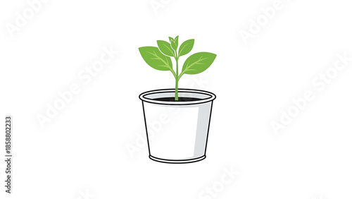 A small green plant with several leaves grows from soil within a white pot