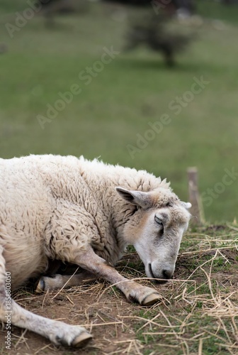 A tranquil woolly sheep lies sleeping on dry grass in a vast green field
