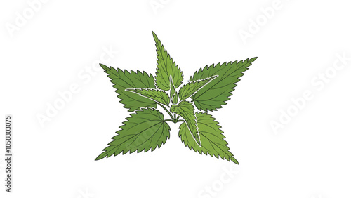 A cluster of vibrant green nettle leaves, detailed with fine veins and serrated edges, isolated on a white background