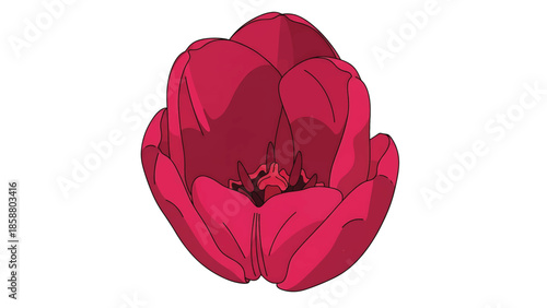 A deep pink tulip bud, its petals tightly curled inward, revealing its stamen