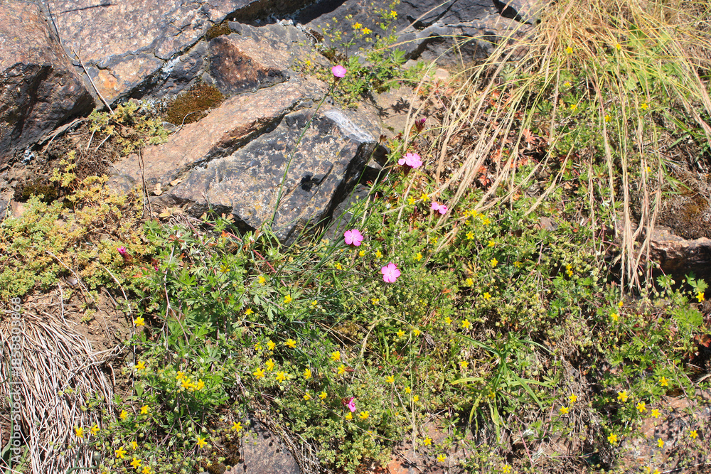 Obraz premium Yellow Ranunculus and Pink Dianthus Flowers in the Rockface of an old Porphyry Quarry in Saxony-Anhalt, Germany 