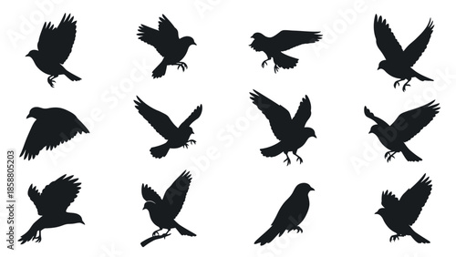 A collection of black silhouettes depicting birds in various flight poses
