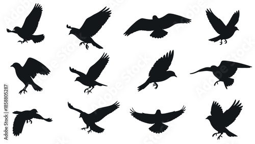 Silhouettes of soaring birds in various flight poses a black and white collection