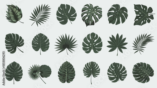 Collection of various tropical leaves with different shapes and patterns