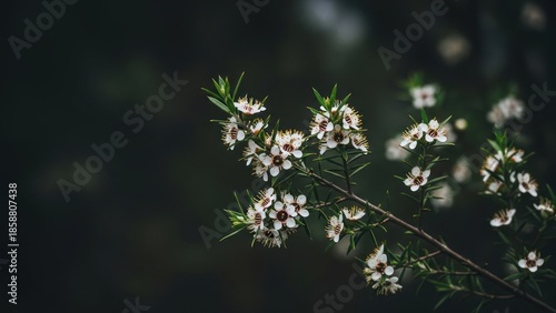Delicate white wildflowers bloom on a dark, out-of-focus background