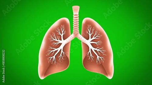 high resolution 2D flat medical illustration animation of human lungs front facing with detailed bronchus and alveoli breathing loop on solid green screen
