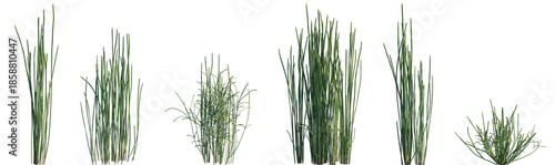Obraz na płótnie Set of Equisetum hyemale (rough horsetail) isolated png on a transparent backgro