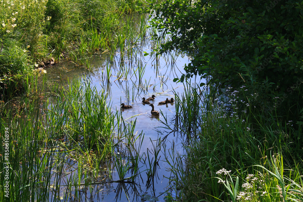 Fototapeta premium Family of Ducks, Anas platyrhynchos, on a Brook in Doberlug-Kirchhain, Lower Lusatia, Germany 