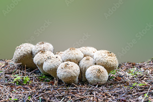 Close up of a group of common puffballs, Lycoperdon perlatum, white spherical fruiting body with pearl-shaped bumps, spines and clearly visible opening for wind dispersal of spores