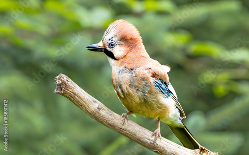 Close-up of Eurasian Jay, Garrulus glandarius, with its head feathers raised, perched on a dead, weathered branch against a blurred background