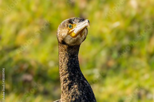 Close-up of the head and neck of a Great Cormorant, Phalacrocorax carbo, looking at the camera against a blurred green forest background.