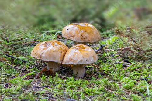 Close-up of three Common Porcini Mushrooms, Boletus edulis, on forest floor with pine needles and green moss plants against a blurred background