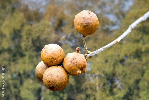 Close-up of an oak marble gall or gall nut in the leaf axils of a two-year-old twig of a summer or winter oak caused by the Oak Marble Gall Wasp, Andricus kollari