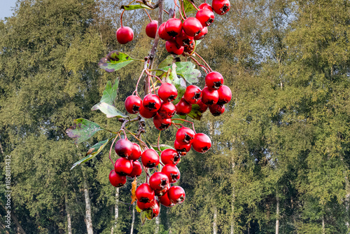 Close-up of the beautiful red berries of the Common Hawthorn, Crataegus monogyna, against a background of tree crowns