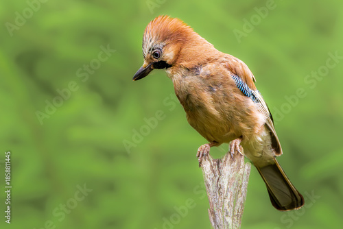 Close-up of Eurasian Jay, Garrulus glandarius, with its head feathers raised, perched on a vertical dead, weathered branch against a blurred background